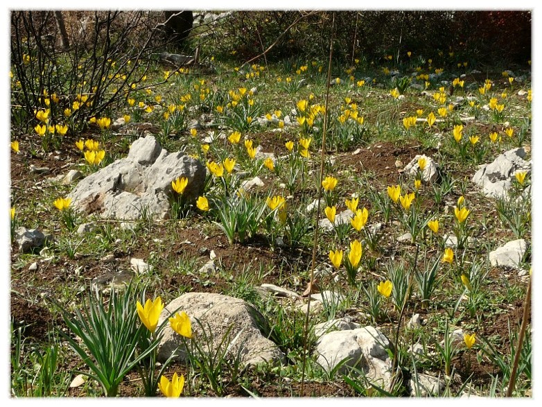 Sternbergia lutea(Cyclamen hederifolium, Biarum tenuifolium)